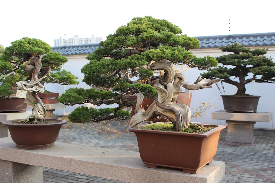 twisting trunk on this Juniper