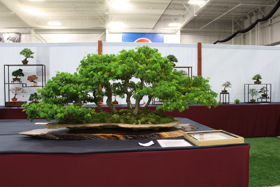 US National Bonsai Exhibition 2018