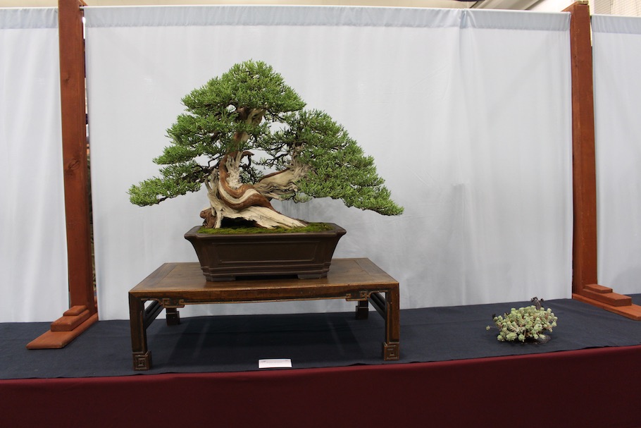 US National Bonsai Exhibition 2018