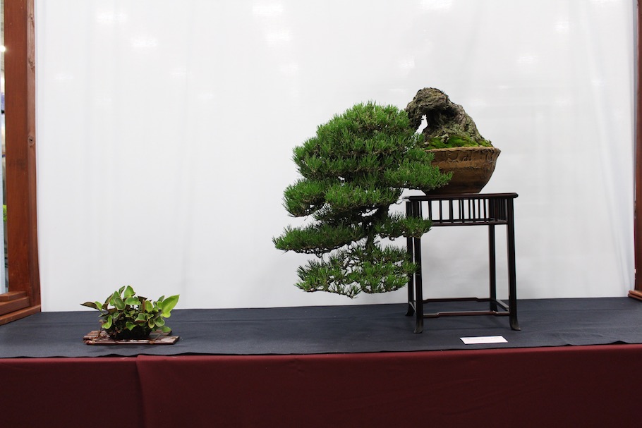 US National Bonsai Exhibition 2018