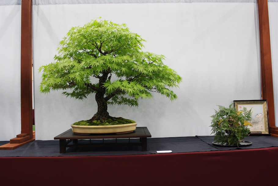 US National Bonsai Exhibition 2018