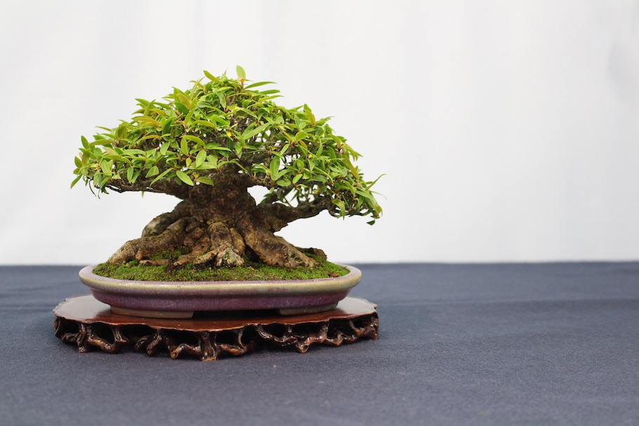 US National Bonsai Exhibition 2018