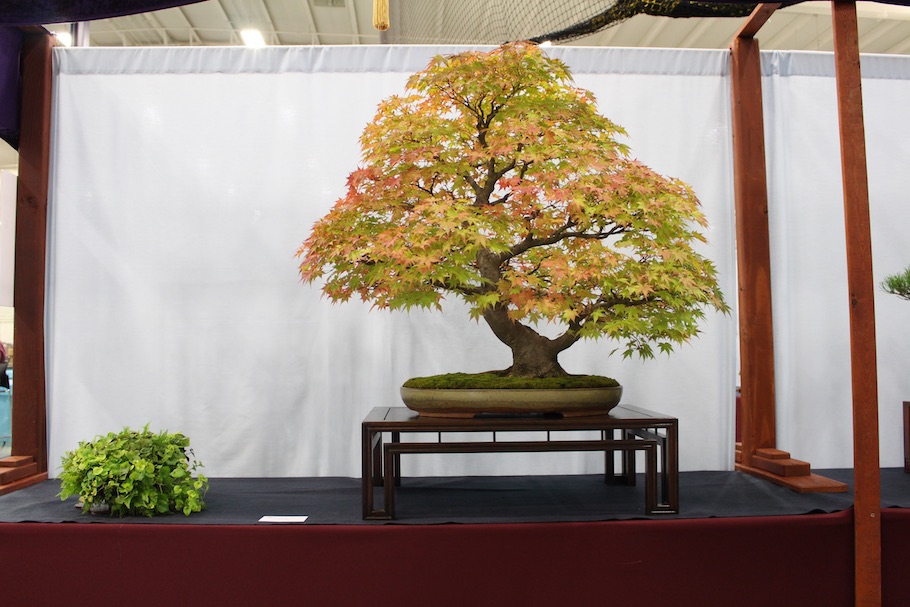 US National Bonsai Exhibition 2018