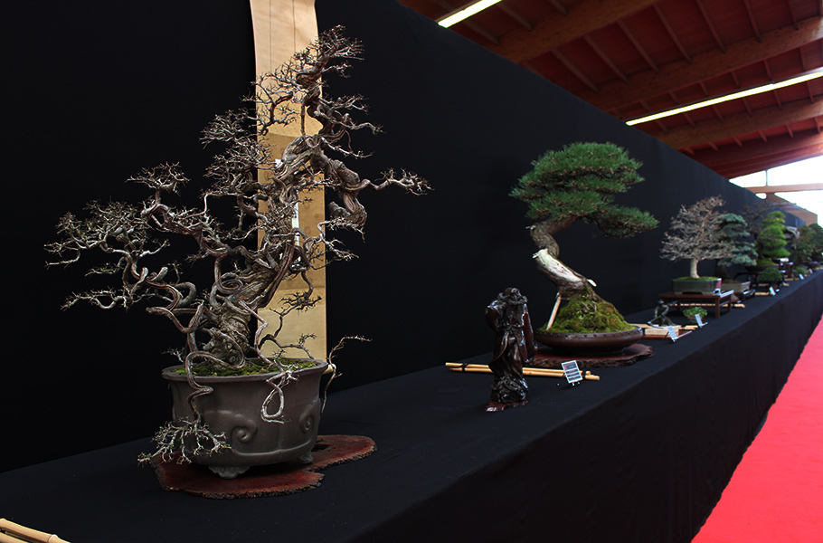 Bonsai san show