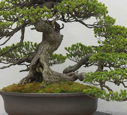 Bonsai gallery