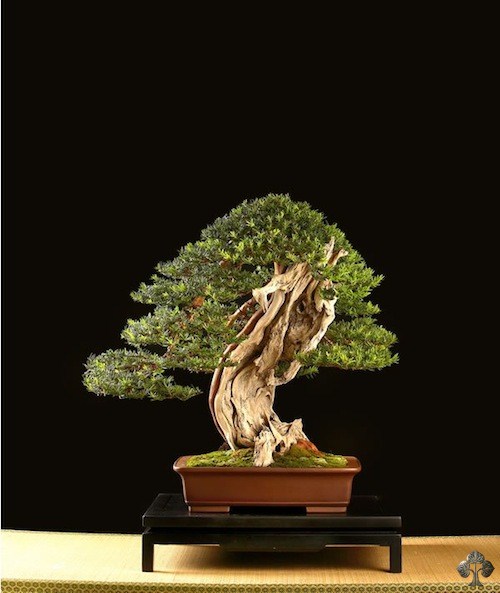 Bonsai tree