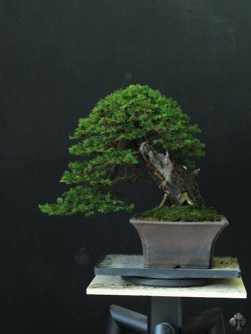 Picea bonsai by Ivo Saporiti