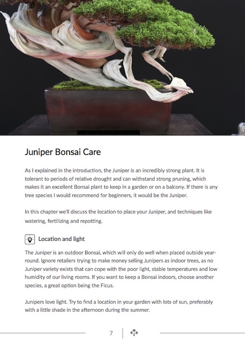 Juniper bonsai care