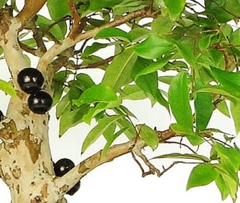 Jabuticaba Myrciaria cauliflora