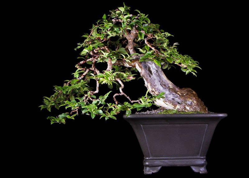 Jaboticaba bonsai (Myriciaria Cauliflora) 