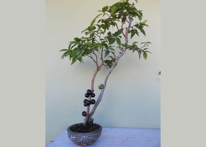 Jabuticabeira bonsai 