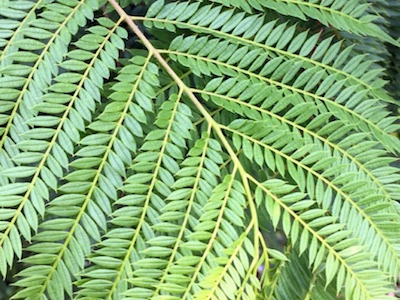 Jacaranda Jacaranda mimosifolia