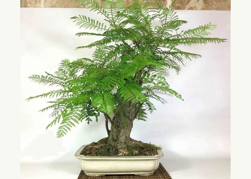 Jacaranda bonsai tree 