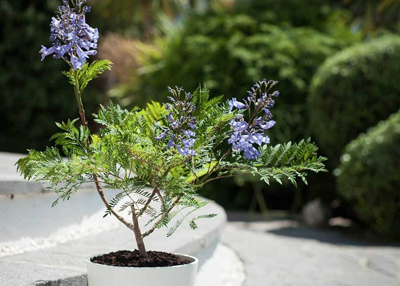 Jacaranda mimosifolia bonsai 