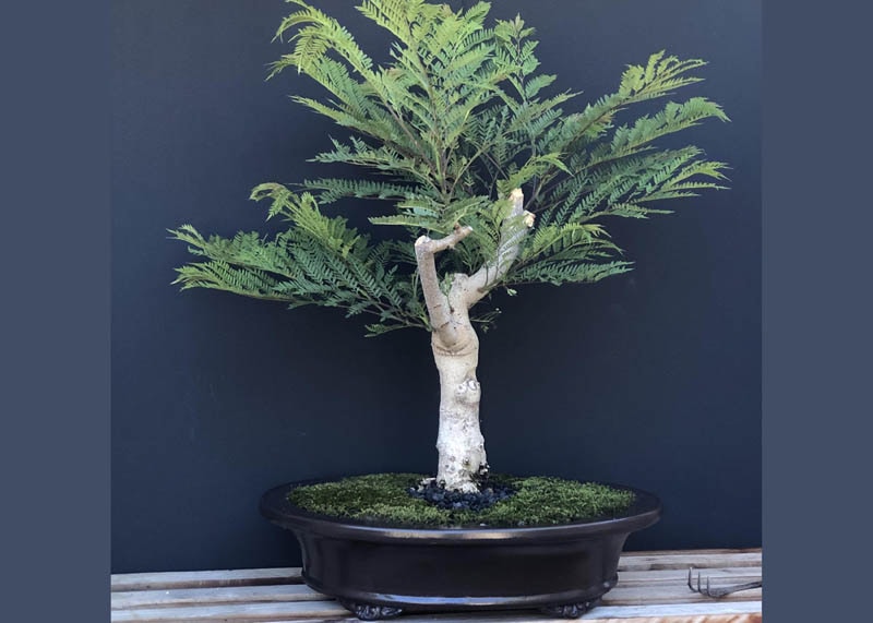 Jacaranda bonsai 