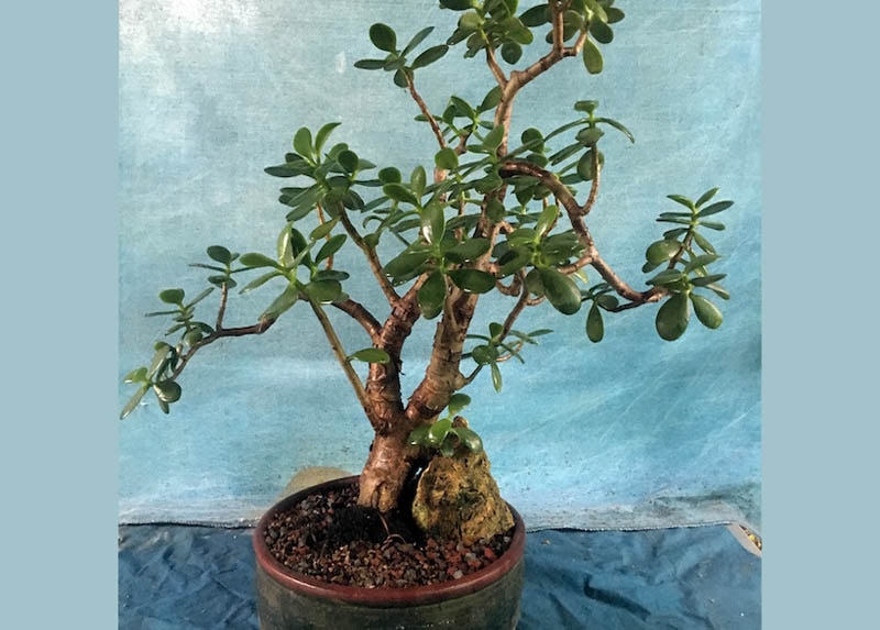 Crassula bonsai 