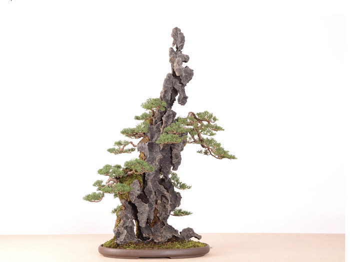 Bonsai by Jan Culek