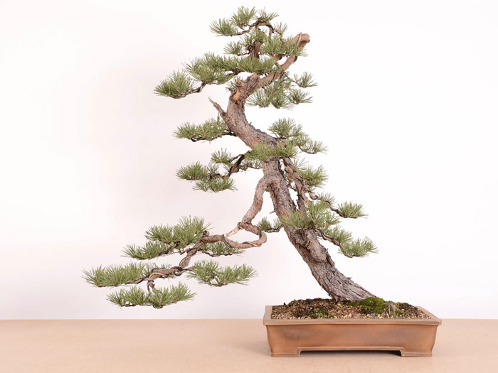 Bonsai by Jan Culek