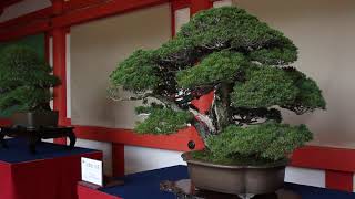 Japanese Bonsai video