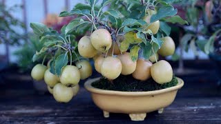 Koju-en Bonsai video