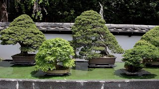 Omiya Bonsai Village video