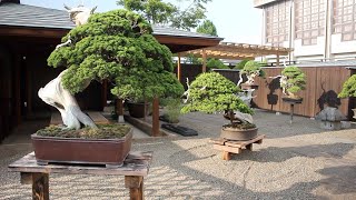 Shinji Suzuki Bonsai video