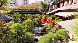 Shunkaen Bonsai video