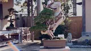 Uchiku-tei S-Cube Bonsai video