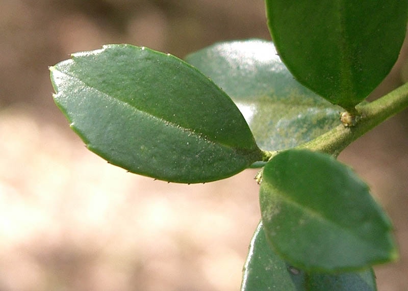 Leaves of the Japanese holly 