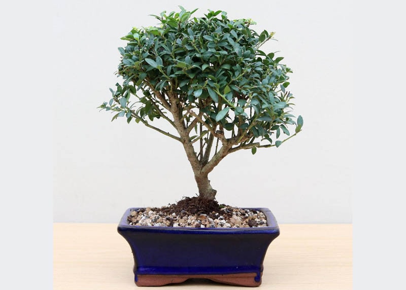 Ilex crenata bonsai 