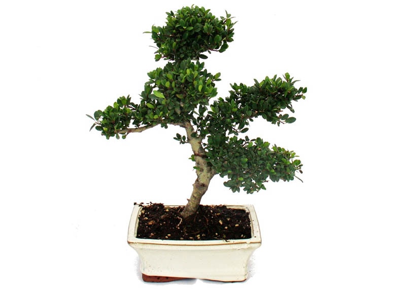 Holly bonsai 