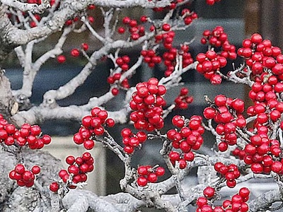 Japanese winterberry Ilex serrata