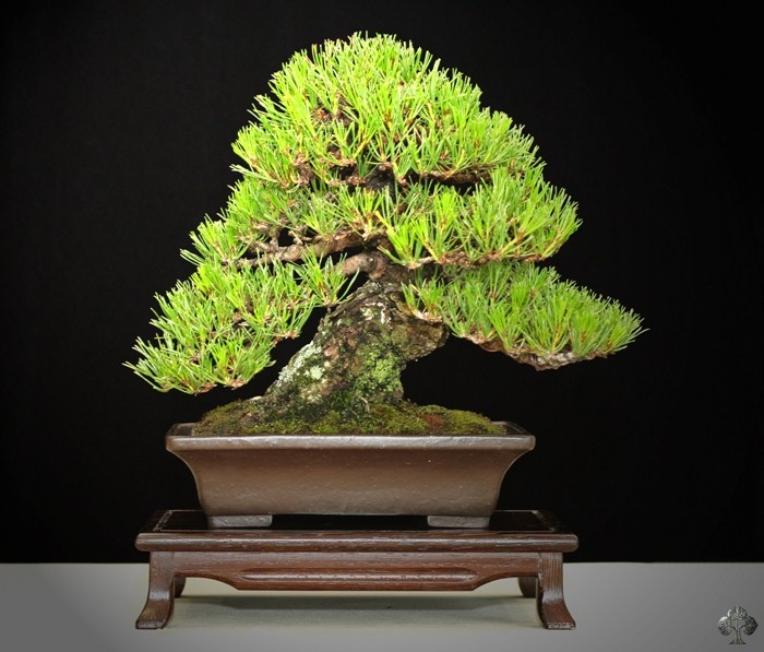 Jarek Lenarczyk Akamatsu bonsai