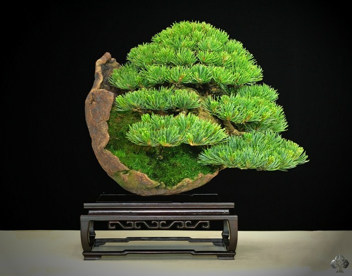 Goyo matsu bonsai