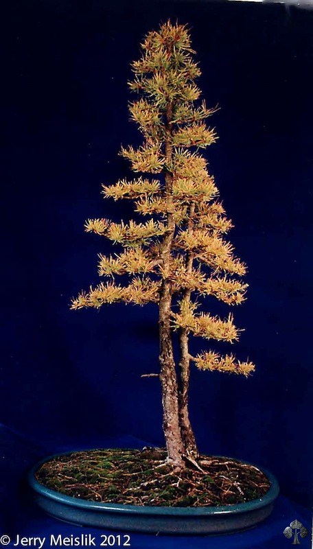 Larch bonsai