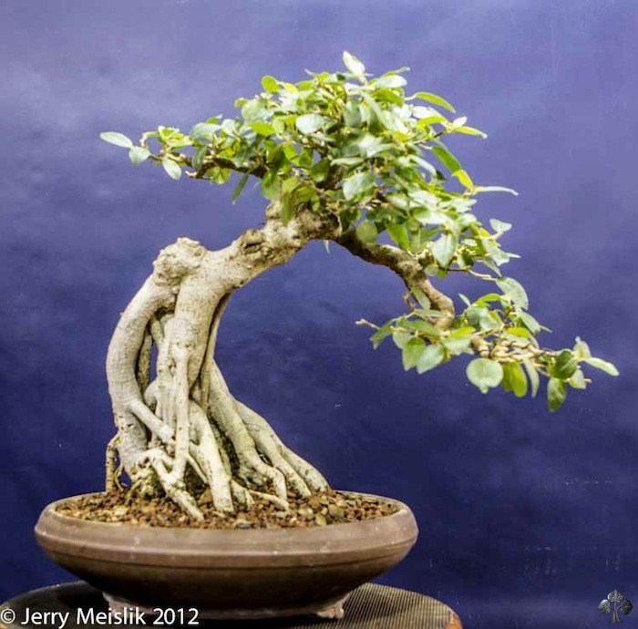 Bonsai ficus