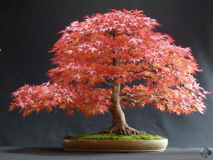 Acer Palmatum by Jim Doyle