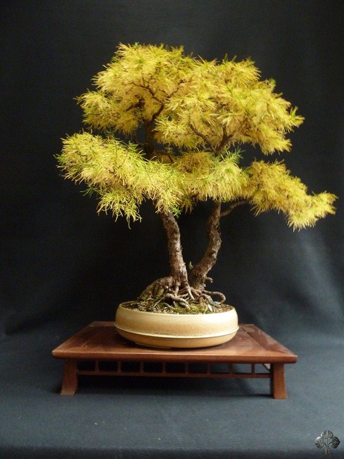 Jim Doyle's Larix bonsai