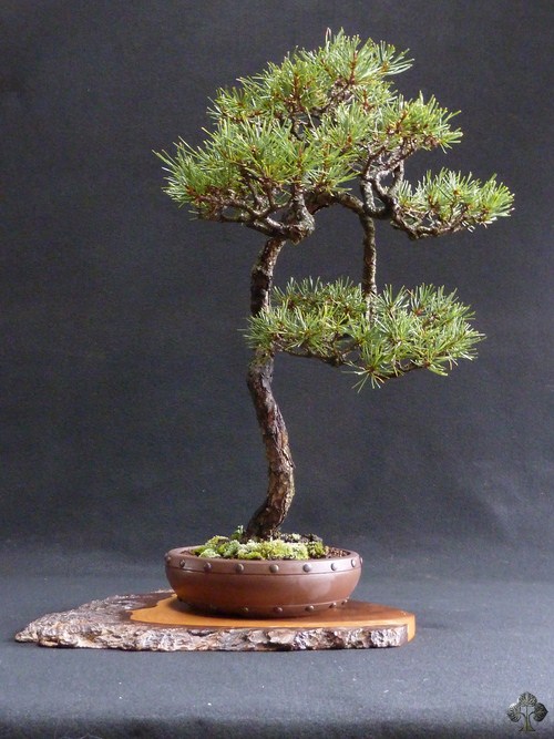 Pine bonsai