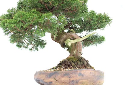 Jin example on a Bonsai tree