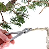 Using a Jin-plier we twist the branch fibers, which creates a much more natural result than when we would simply use scissors to shorten the Jin