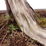 Closeup of the root base of the tree; the Shari continues into the soil for a natural appearance.