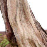 Closeup of the Shari; notice how we refined the deadwood to make it look older.