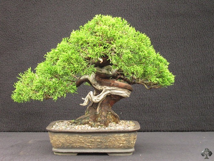 Itoigawa shohin bonsai