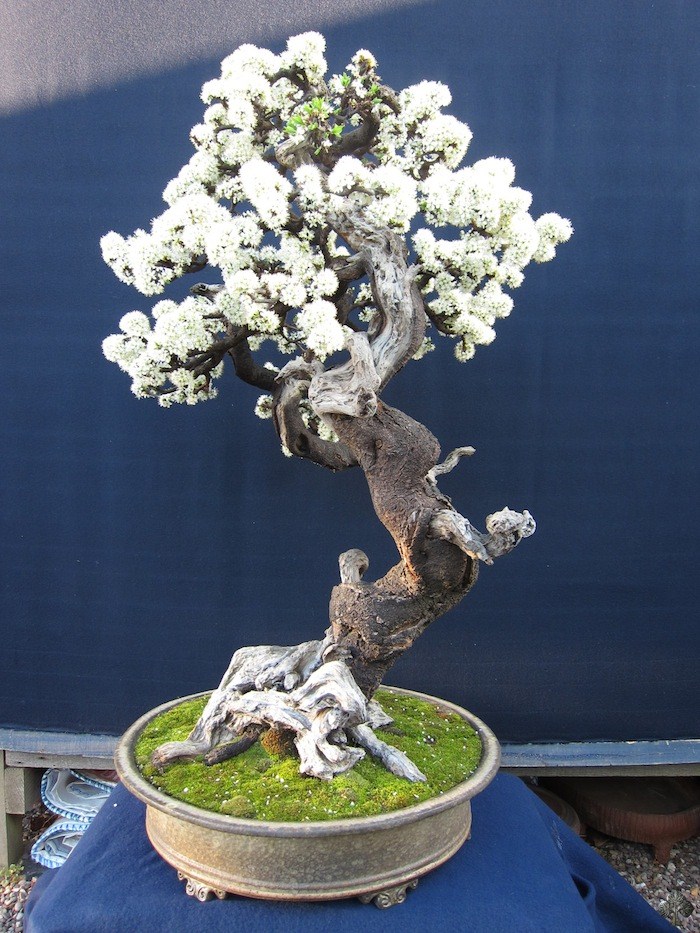 Prunus Spinosa bonsai