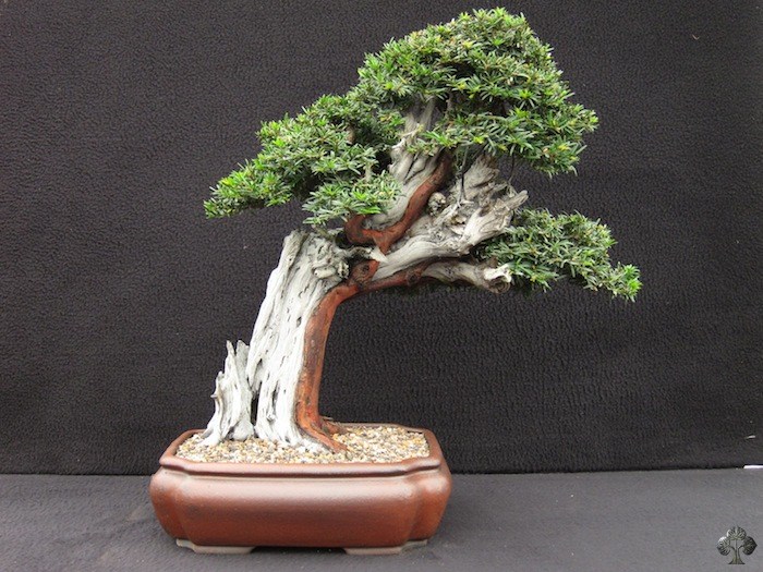 Taxus bonsai