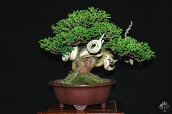 John Romano Juniper bonsai