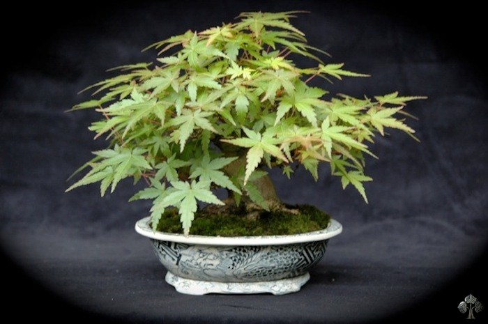 Momiji shohin bonsai