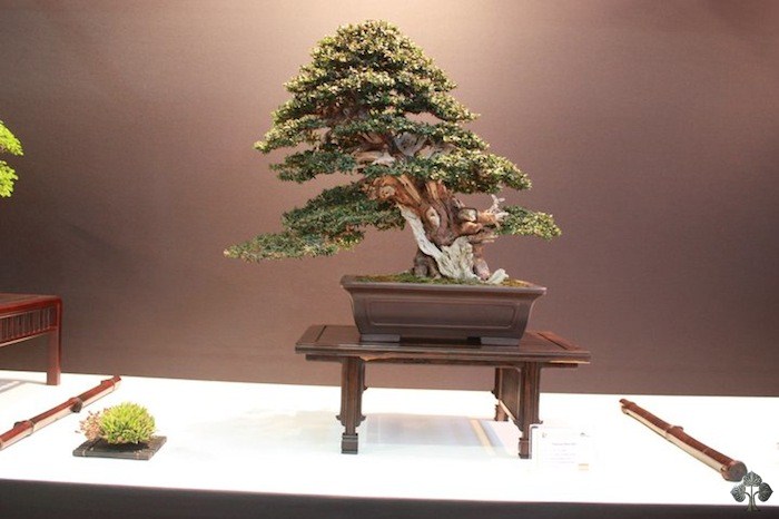 Taxus bonsai