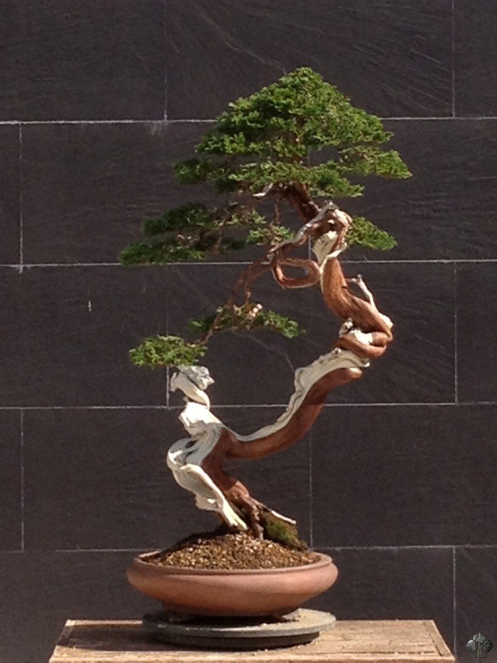 Juniper bonsai tree